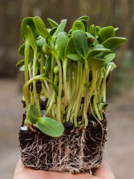 Girasole Big microgreens sul suolo