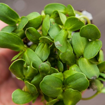 Girasole Grandi microgreens foglie-4437