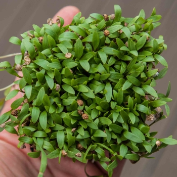 microgreens coriandolo zoom