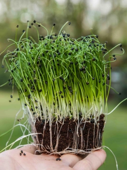 microgreens di cipolla con radici