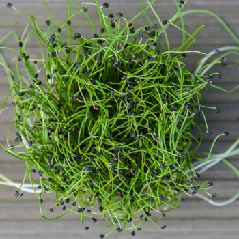 microgreens di cipolla