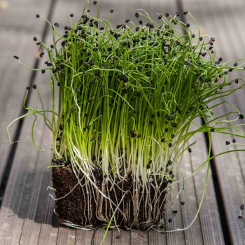 microgreens di cipolla