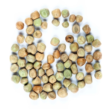 Semi di germogli di Insalata di piselli