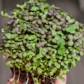 senape red giant microgreens in mano