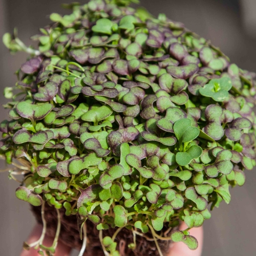 senape red giant microgreens in mano