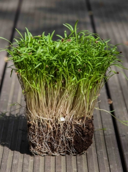 microgreens di aneto con radici