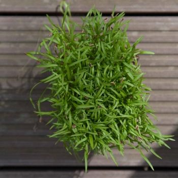micro-greens  di aneto da sopra