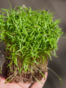 foglie di microgreens di aneto tenute in mano