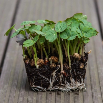 microgreens di nasturzio Tom Thumb