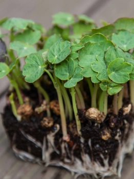 zoom microgreens Nasturzio Tom Thumb