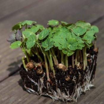 microgreens di nasturzio Tom Thumb con radici