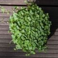 microgreens di kale da sopra