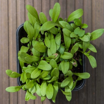 foglie microgreens Calendula-Marigold