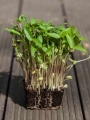 microgreens di fagiolo Mung con radici