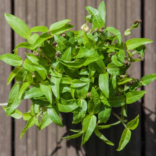 microgreens fagiolo Mung