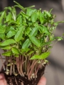 microgreens di fagiolo Mung