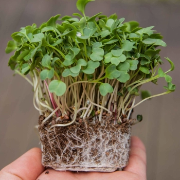 ravanello daikon microgreens con radici