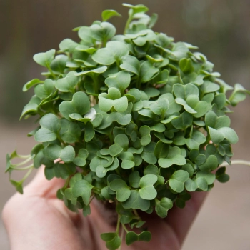 ravanello daikon microgreens in mano