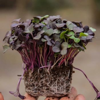 Ravanello Vulcano microgreens con radici