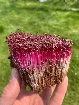 microgreens di amaranto rosso con radici