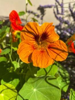 Nasturzio Tom Thumb fiori edibili