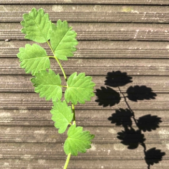 Insalata Burnet foglie edibili