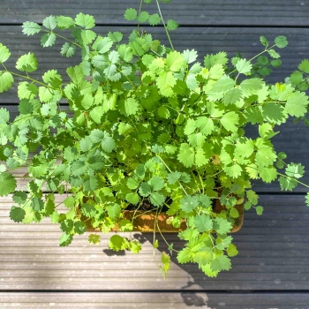 Insalata Burnet microgreens