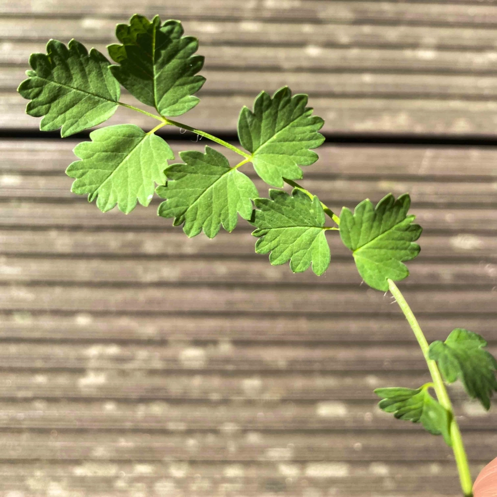 Insalata Burnet foglie edibili