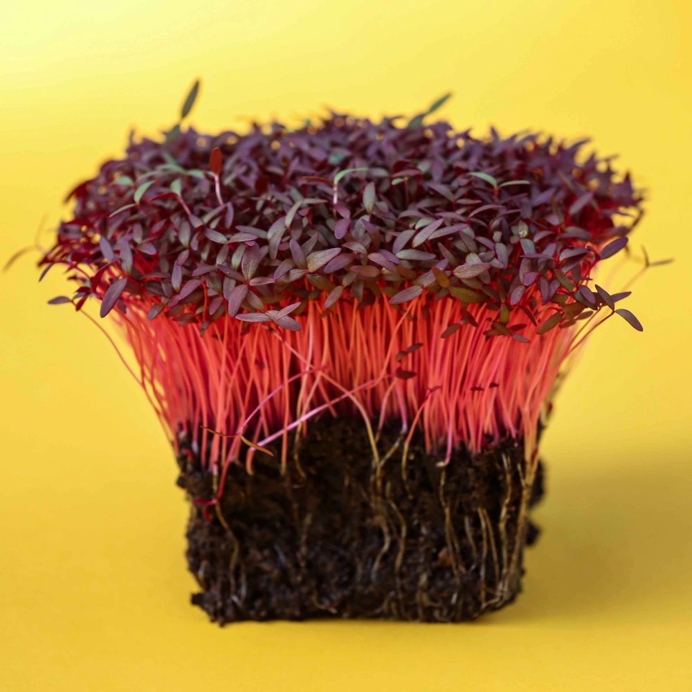 Amaranto rosso