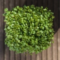 microgreens rucola