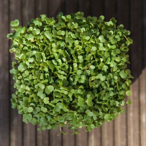 microgreens rucola