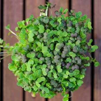 Asian mix microgreens foglie