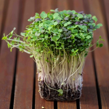 Microgreens asiatici mix