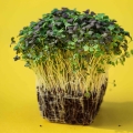 MIX asiatico di micro-greens
