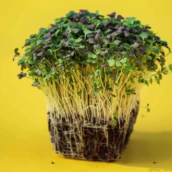 MIX asiatico di micro-greens
