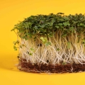 senape bianca microgreens sul substrato di cocco