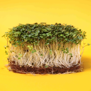 senape bianca microgreens