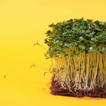 Senape nera, semi microgreens