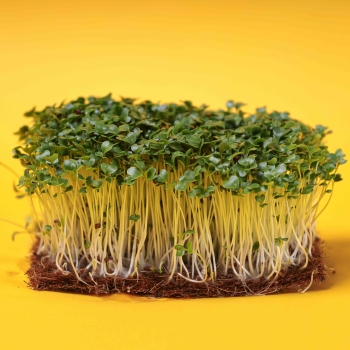 microgreens senape nera sul tappeto di cocco