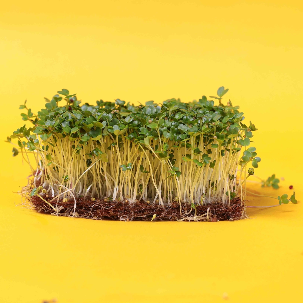microgreens di senape cinese marrone