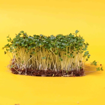 microgreens di senape cinese marrone