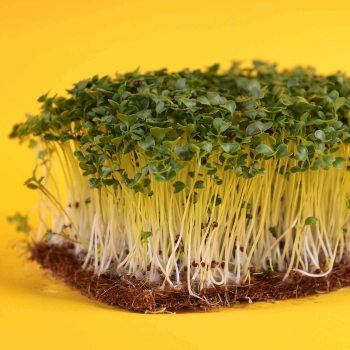 microgreens di senape cinese marrone sfondo giallo