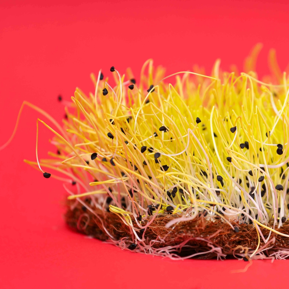 Microgreens cipolla gialla