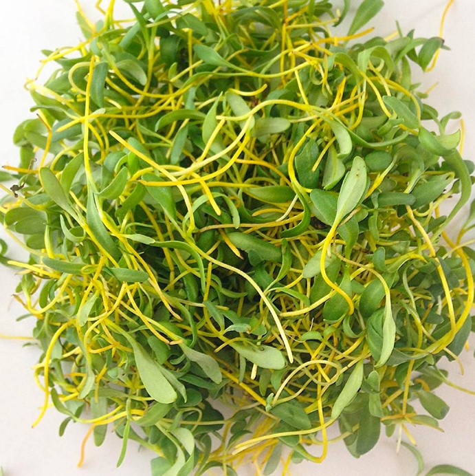 Raccolta di microgreens di barbabietola gialla