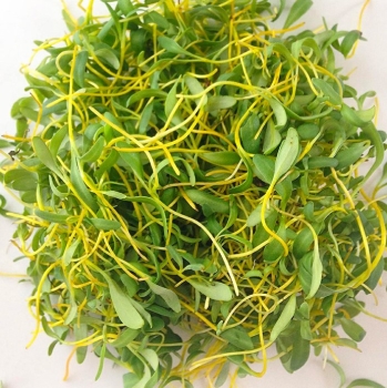 Raccolta di microgreens di barbabietola gialla