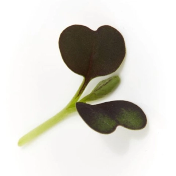 PakChoi Red microgreens foglie