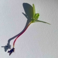 Tagete Rosa Microgreens