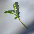Shungiku microgreens