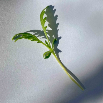 Shungiku microgreens