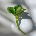 Fava micro green